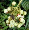 SAURAUIA